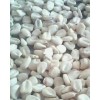 White Corn/White Maize