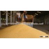 Yellow corn Maize animal feed