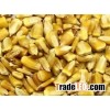 Yellow glutinous corn..
