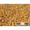 Sweet Yellow Corn