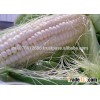 Non GMO White maize/corn