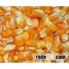 yellow Maize from India