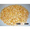 Buy 2016 Harvest Quality insect free yellow corn