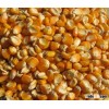 Best Taste Yellow Corn for Consumption