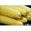 Fresh Corn grain