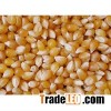 Yellow Corn