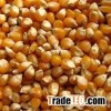Popcorn Kernels Best Quality