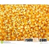 Yellow Maize Grits