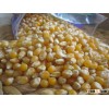 Sweet Yellow Corn