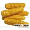 yellow corn