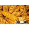 Yellow Corn From Farm