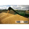 European and Asian Standard 100% dried Natural Yellow Dried Maize/Corn