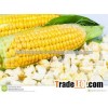 Popcorn Yellow Maize