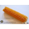 Pop Corn unpopped kernels