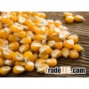 Yellow Non Glutinous Corn Grains