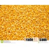 Yellow Popcorn for sale