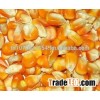 Yellow Maize