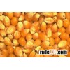 Indian Yellow Maize