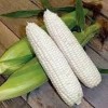 bulk stock White corn maize low prices