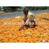 Maize