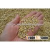 Barley
