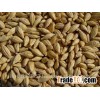 Barley Exporter