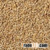 Barley Seeds For Sale