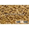 barley