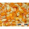 Maize
