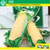 White Corn/Maize in Vacuum