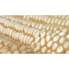 Top Quality Yellow / Red / White Maize Corn Available