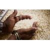 Non GMO White and Yellow Corn/Maize GRADE 1