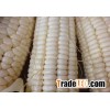 FRESH WHITE MAIZE for sale FRESH WHITE MAIZE for sale.