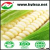 Non-GMO Fresh White Corn