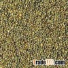 GREEN MILLET ( BAJRA ) FOR HUMAN CONSUMPTION