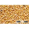 Denmark Yellow Millet,millet, millet for feeding, bird seeds