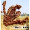 Finger Millet