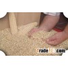 best quality yellow corn for sale with lowest price