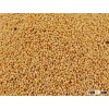 Yellow White Millet / Green millets / Yellow Broom Corn Millet