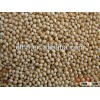 White millet or yellow millet or red millet