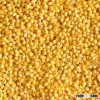 YELLOW MILLET