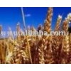 Grain