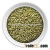 Green Millet Human Consumption For Middle East