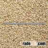 green millet/Bajra Supplier fromGujarat