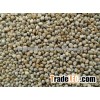 Best Indian Price of Green Millet / Bajra With Best Quality