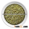 Gujarat Fresh green millet/Bajra Supplier
