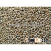 Non-Machine Clean Green Millet For Animal Feed Exporters