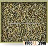 Best Quality Green Millet For Human Consumption In Bulk