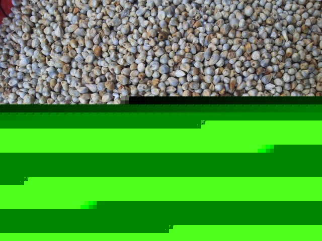 Animal Feed Green Millet For African Countries