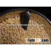 INDIAN MILLET